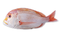 Pesca Japonesa Tideway