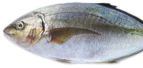 TW-CATJAP-LINK-SHIMA-AJI_edited.png