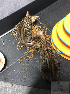 Kittens5.jpg