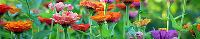 garden background_mini.png