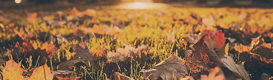 Fall Foliage