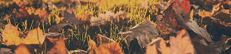 Autumn Leaves Ground
