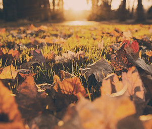 Autumn Leaves Ground