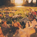 Fall Foliage