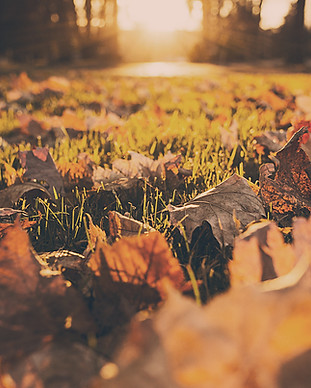 Feuillage d'automne