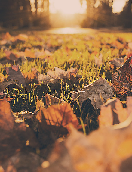 Fall Foliage