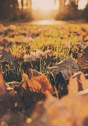 Fall Foliage