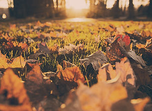 Fall Foliage