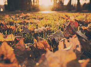 Fall Foliage