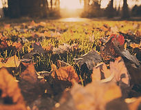 Fall Foliage