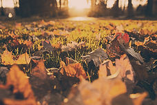 Feuillage d'automne
