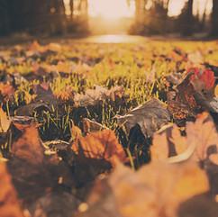 Ground level view of the sunlight shining over fallen leaves.