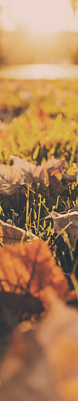Fall Foliage