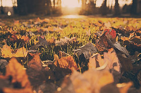 Fall Foliage