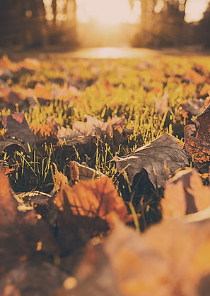 Spring Into Fall Quote | Turf Love