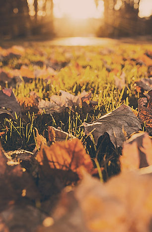 Fall Foliage
