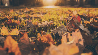 Fall for Greenville