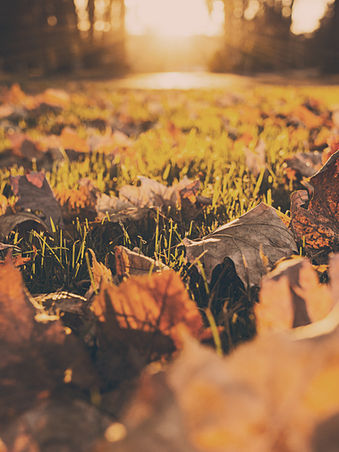Fall picture of leaves