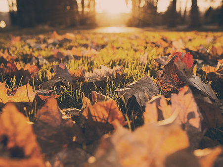 Why do we love fall so much?