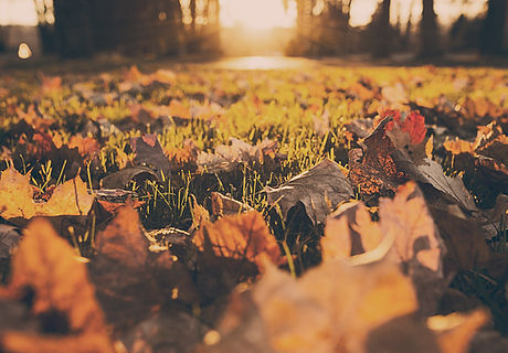 Fall Foliage