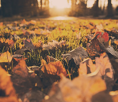 Fall Foliage