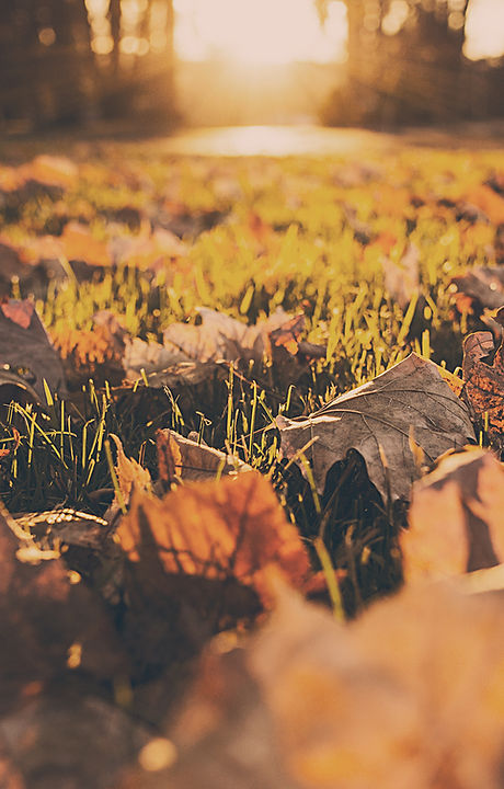 Fall Foliage