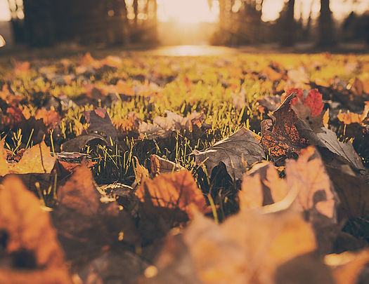 Fall Foliage
