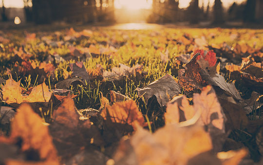 Fall Foliage