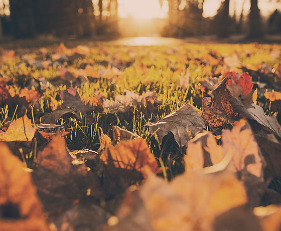 Fall Foliage