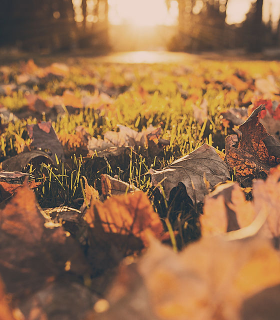Fall Foliage