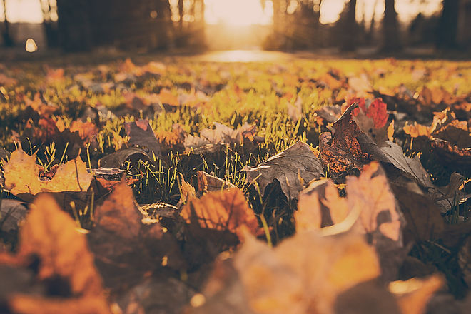 Fall Foliage