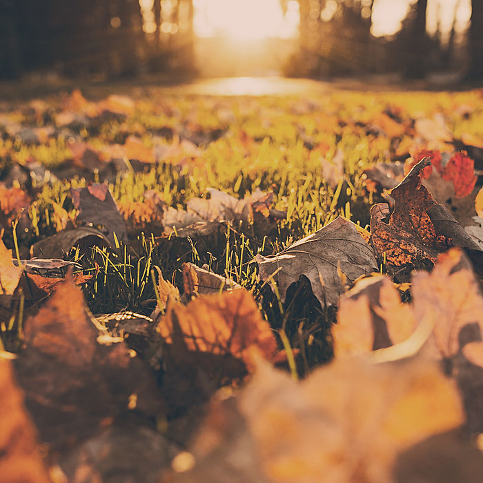 Fall Foliage