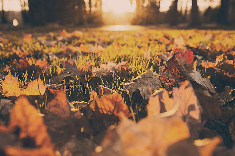 Fall Foliage