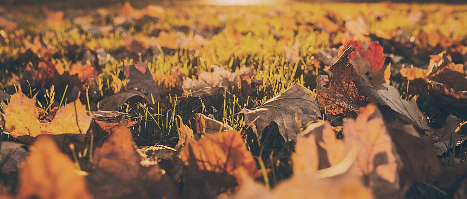Fall Foliage