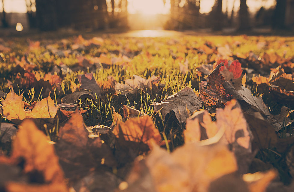 Pre Paid Funeral Plan - Surrey Oakmont - Will Writers