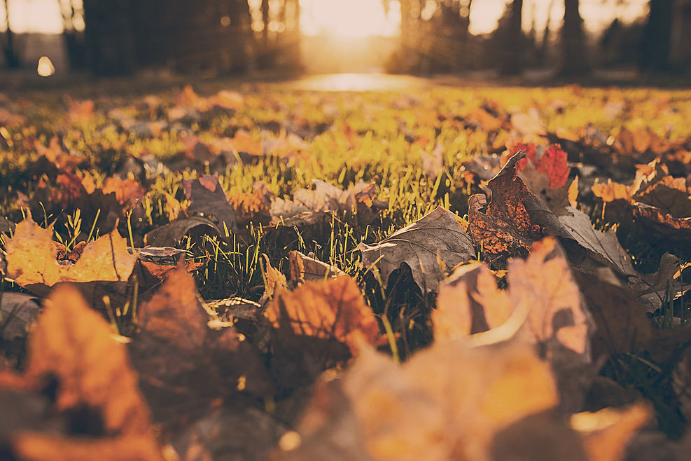 Fall Foliage