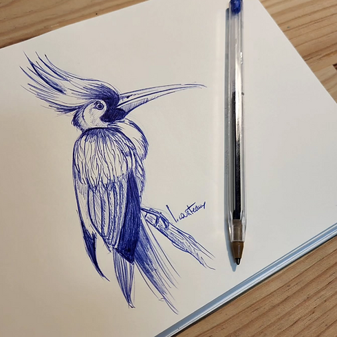 Illustration Oiseau