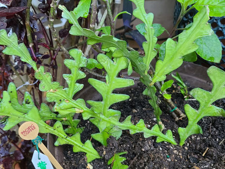 Niart Adding a fish bone garden (Epiphaceae jade leaf plant), planted three new varieties this morning