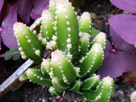 Niart2023.12.10 Niart Garden