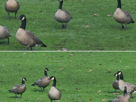 Niart2021.01.03 Brunaby, Vancouver, Canada