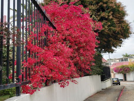 Niart2023.03.19 Yuen Long, AA Garden, NT, Hong Kong