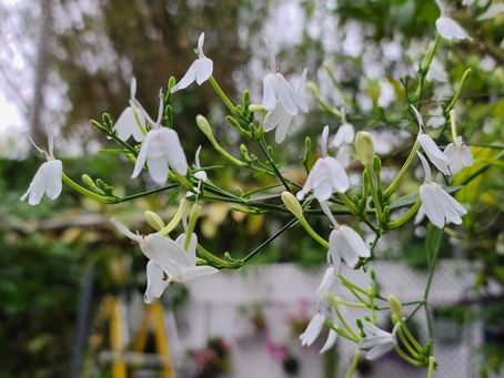 Niart2022.02.03 TA Garden in Yuen Long