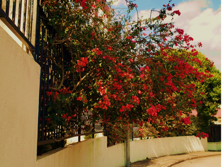 Niart2023.03.12 TA Garden Update - Spring time