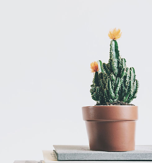 Cactus Plant_edited.jpg