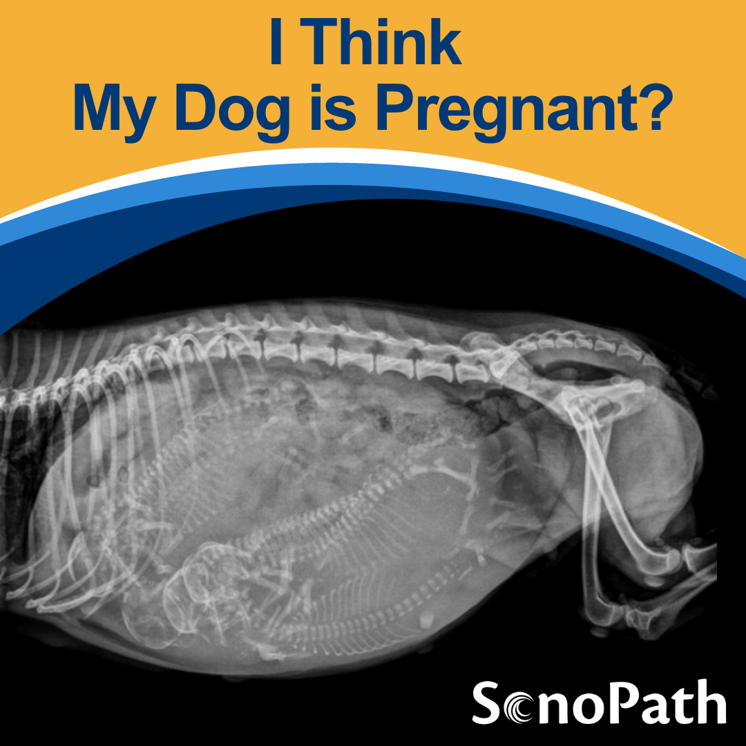 I Think My Dog is Pregnant