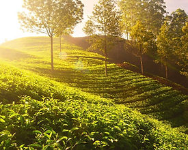 Chikmagalur Tour Packages