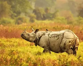 Kaziranga Tour Packages