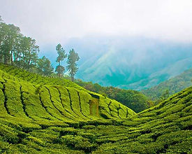 Munnar Tour Packages