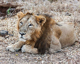 Gir Tour Packages