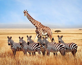 Africa Tour Packages.